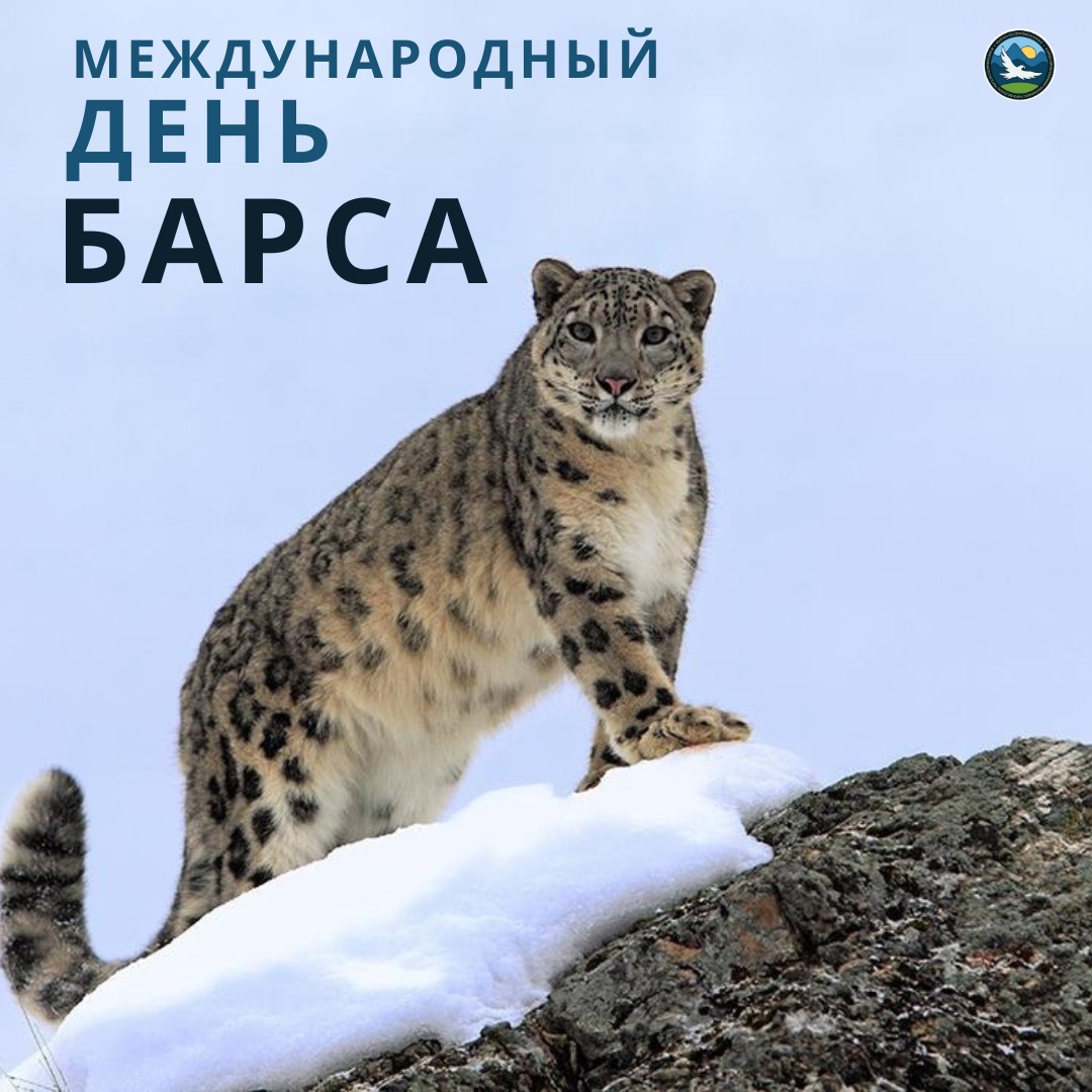 Эл аралык Ак илбирс күнү: биримдиктин символу жана тоо экосистемасынын Улуу символун коргоо  күч-аракетинин символу