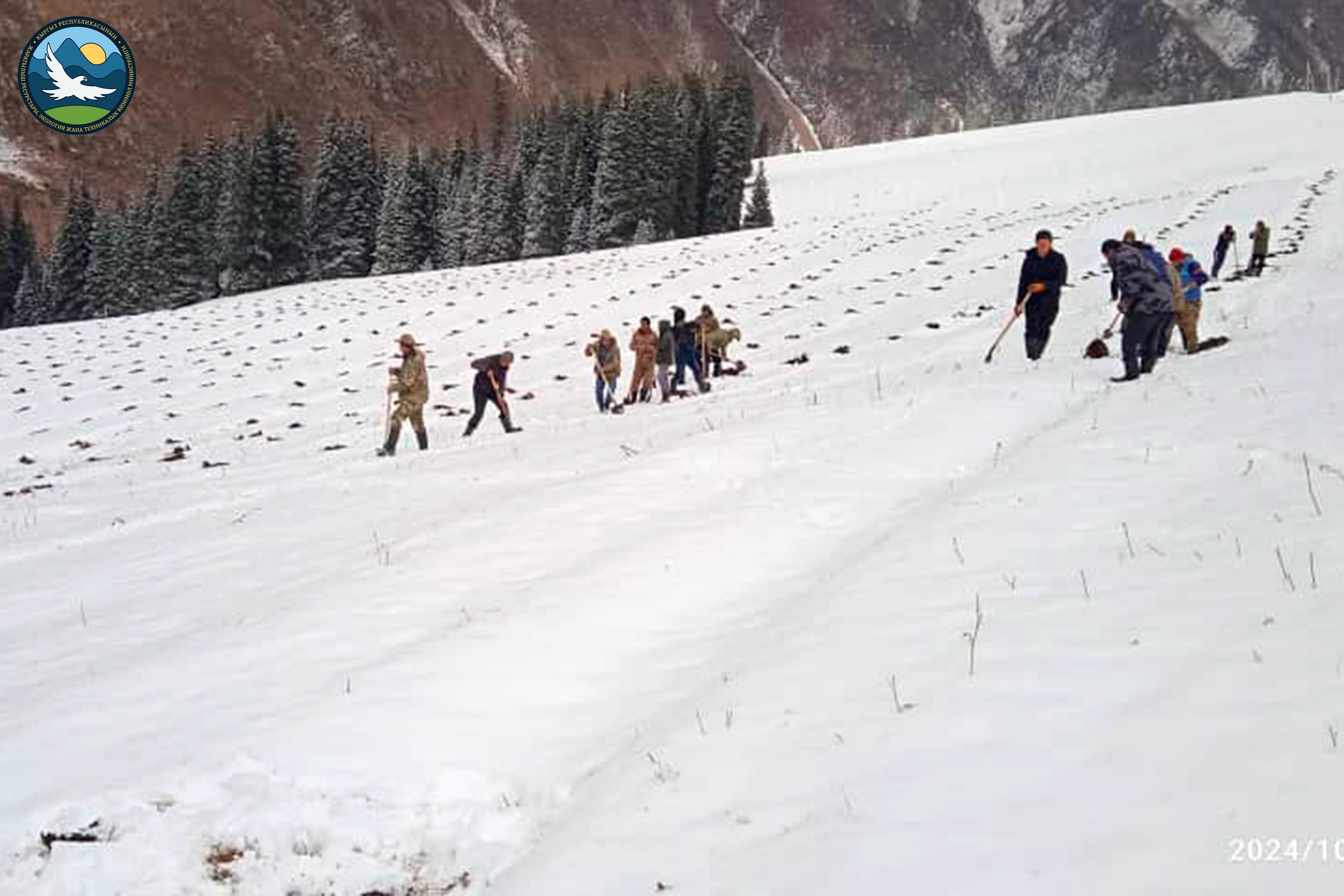Чоң-Кемин жаратылыш паркында карагай отургузуу үчүн 1500дөй чуңкур казылды