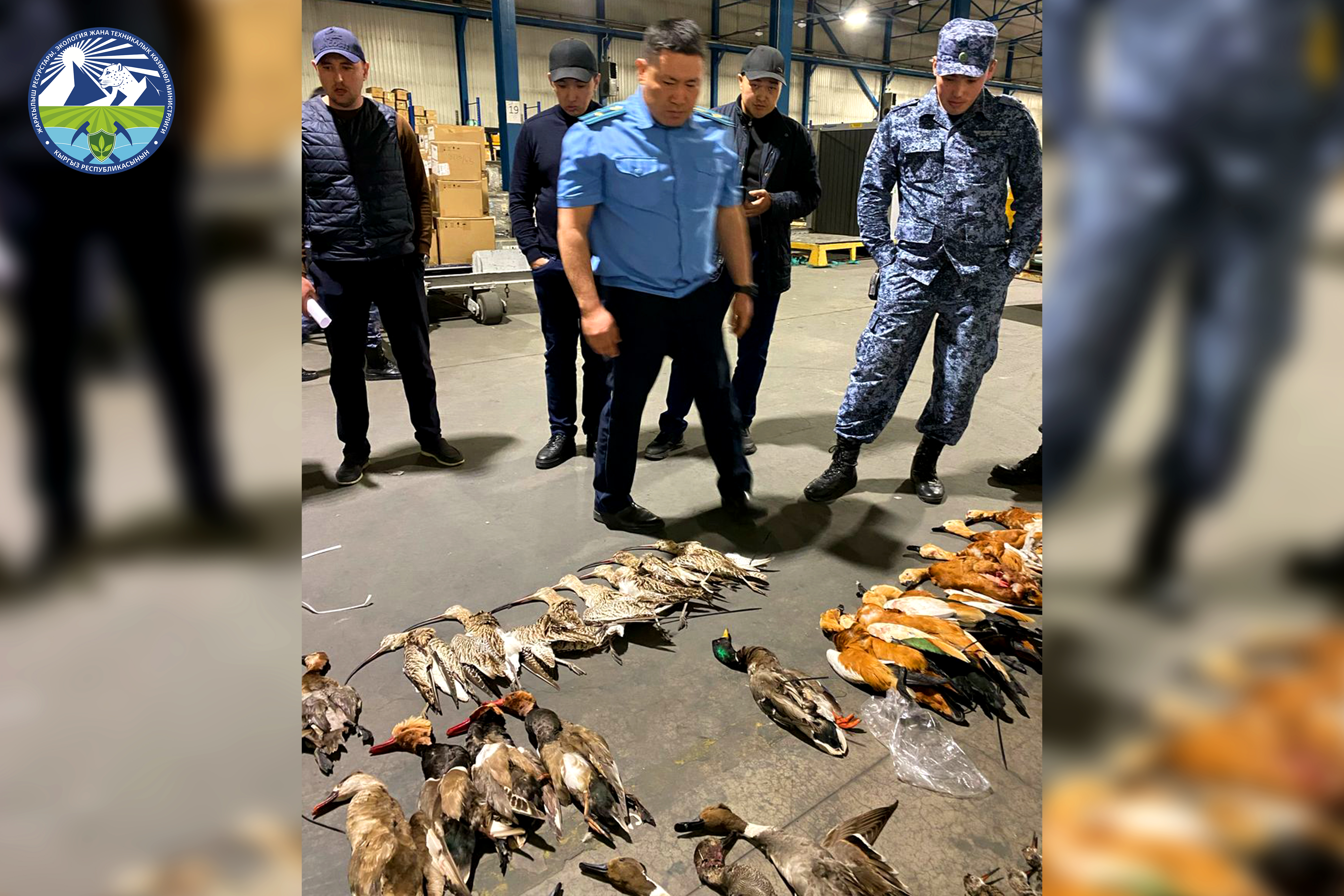 Мальта жарандары жапайы жаныбарларды мыйзамсыз ташып чыгууга аракет кылышкан