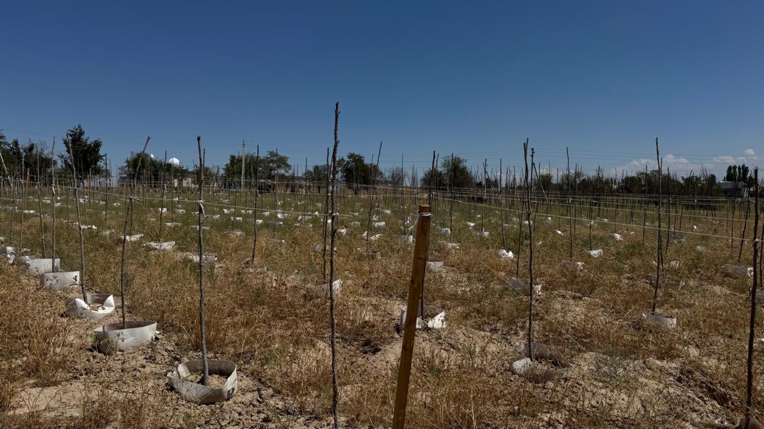 Министр М. Машиев жаңы ишке кирип жаткан  питомниктин иши  менен таанышты