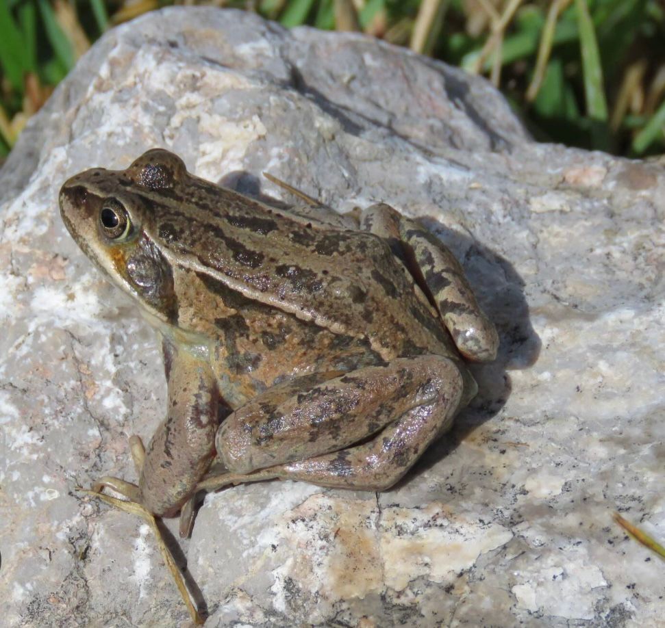 Кызыл китепке кирген кызыл колтук бакасын мыйзамсыз сатууга каршы рейд өткөрүлдү