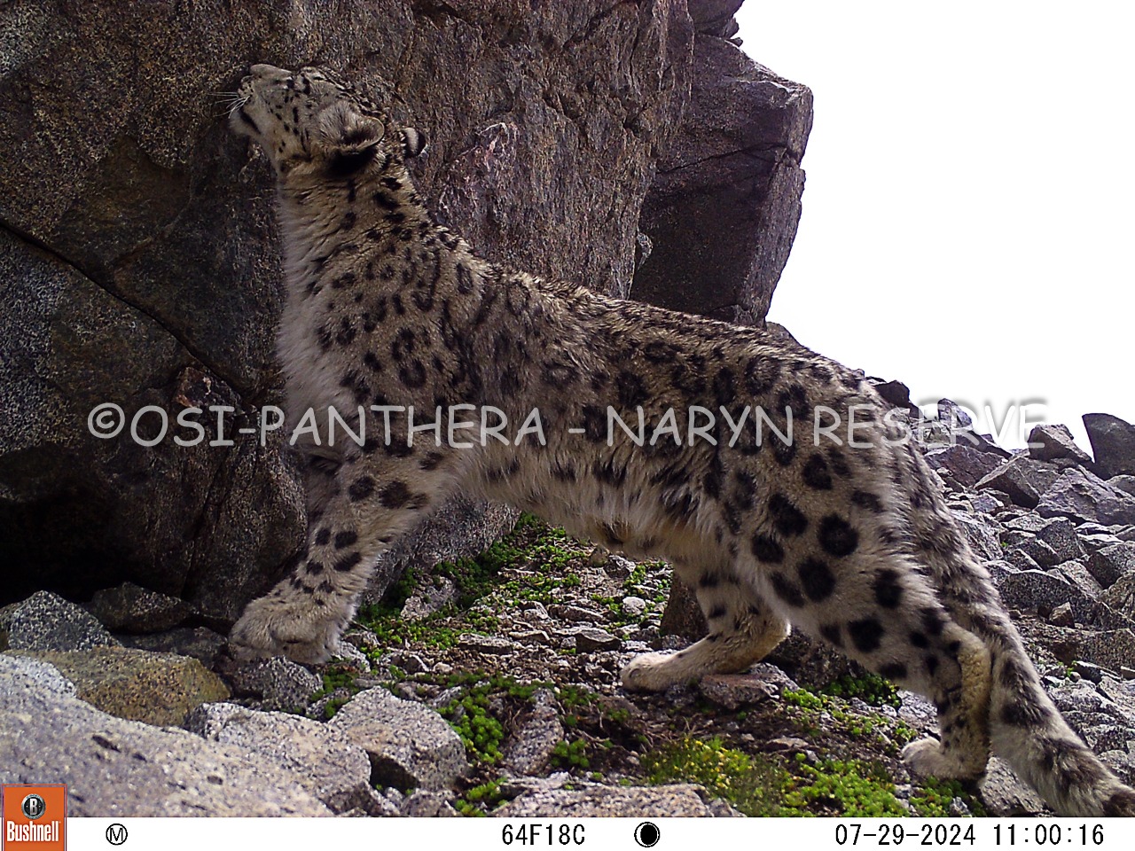 Экспедиция Нарын мамлекеттик жаратылыш коругунда  ийгиликтүү аяктады