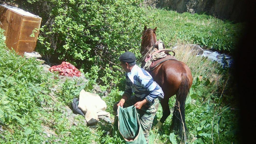 Чүй облусунда мыйзамсыз аңчылык фактысы аныкталды
