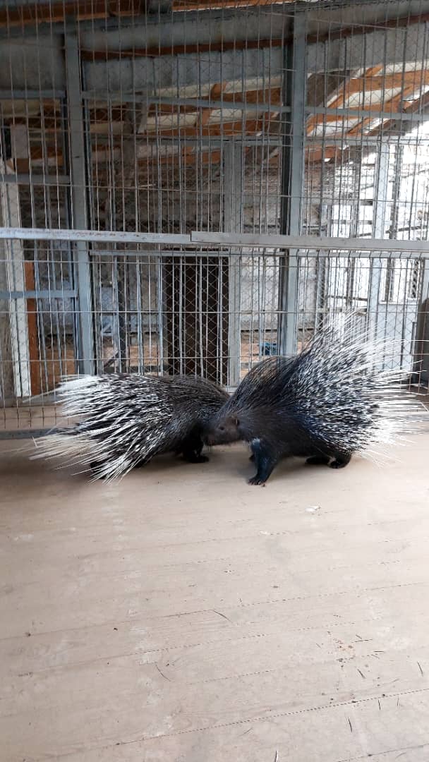 2025-жылдын 16-сентябры. Кемин районунда жапайы жаныбарларды мыйзамсыз кармоо фактысы аныкталды