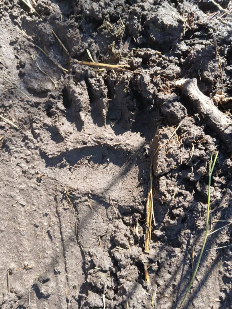 🐻Чоң-Кеминде аюунун изи видеого тартылып алынды