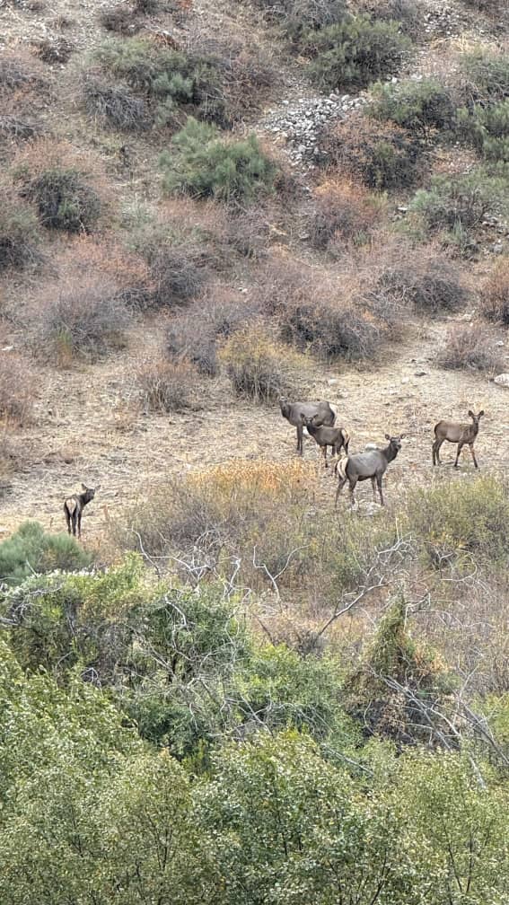 🦌 Беш-Таш жаратылыш паркында бугулардын саны көбөйүүдө