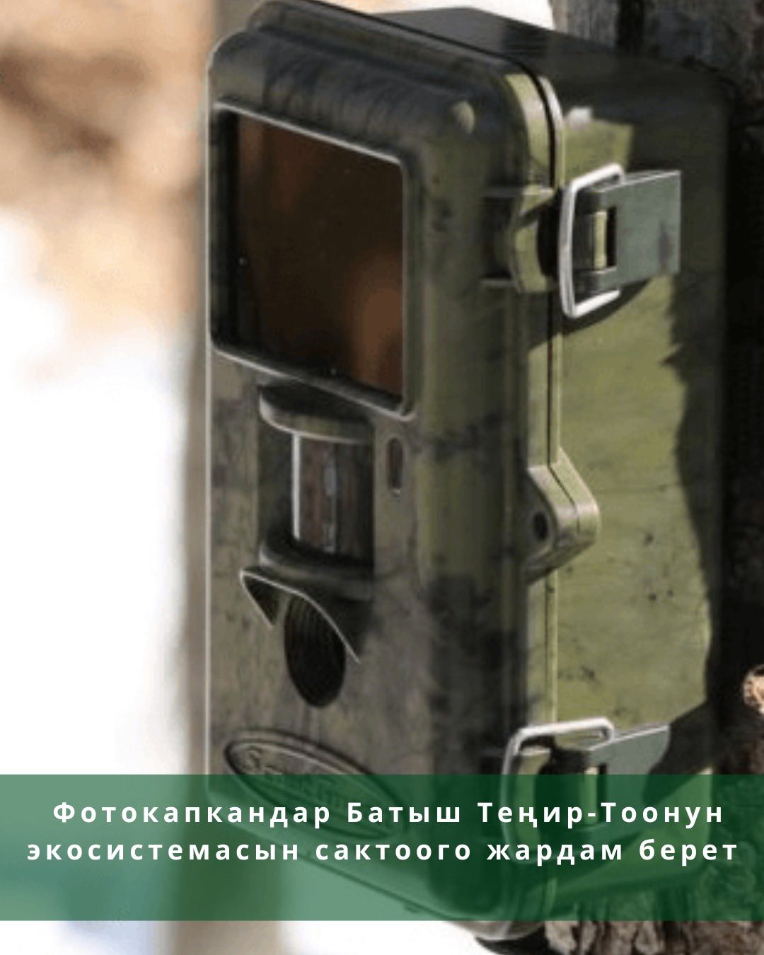 Фотокапкандар Батыш Теңир-Тоонун экосистемасын сактоого жардам берет