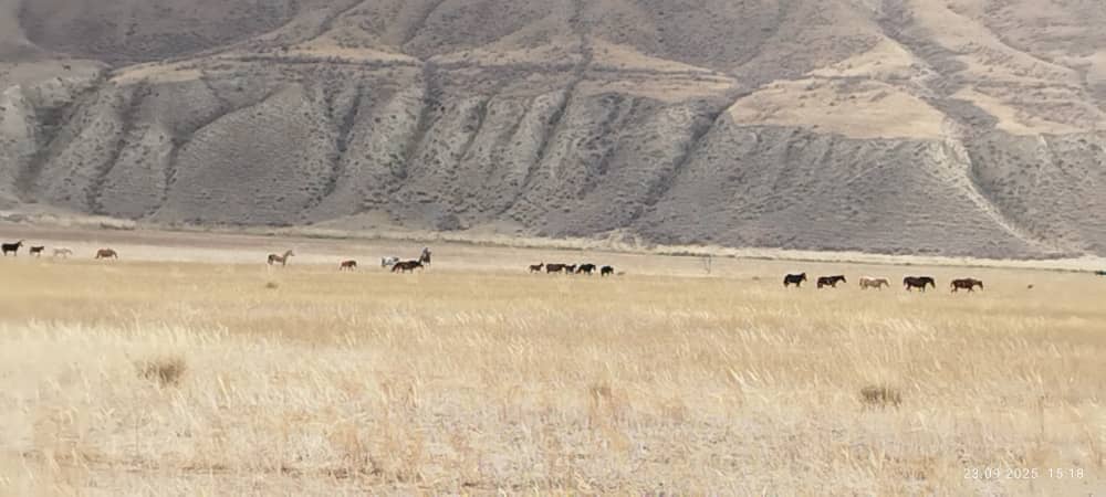 “Саймалуу-Таш” мамлекеттик жаратылыш паркында кызматтык тубар жылкыларга чип басылып, базага киргизүү иштери жүргүзүлүүдө