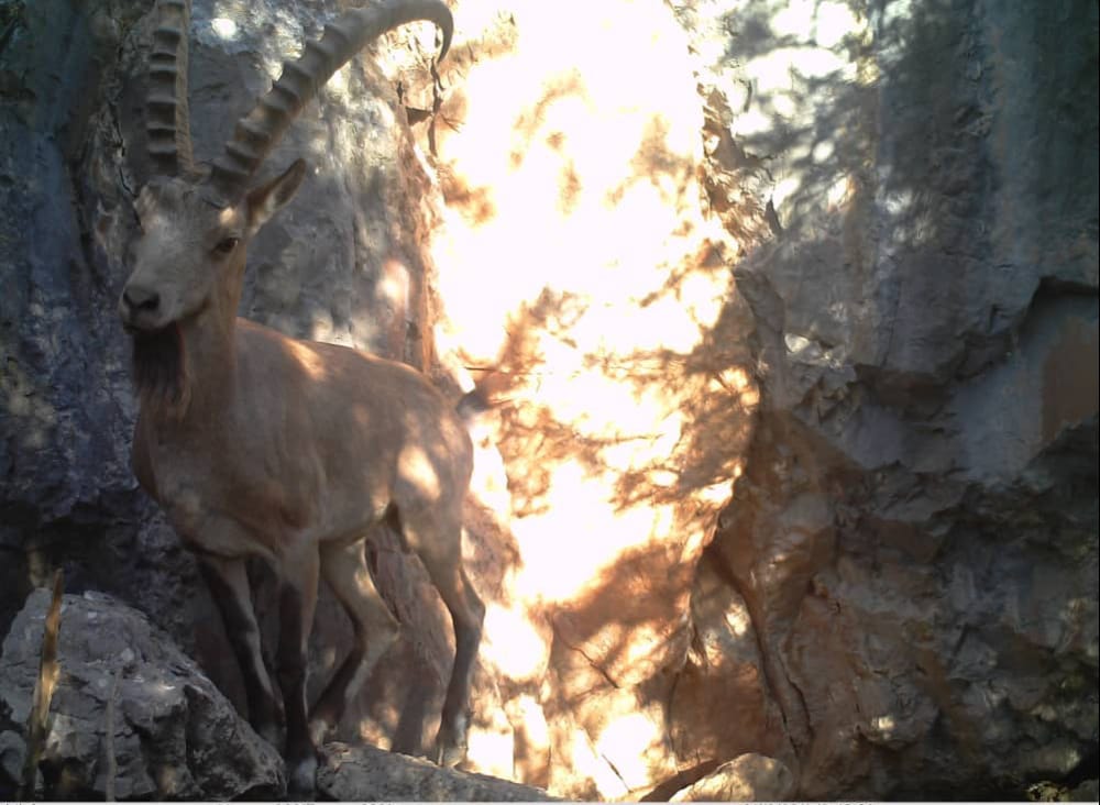 В Беш-Ташском государственном природном парке зафиксированы дикие животные