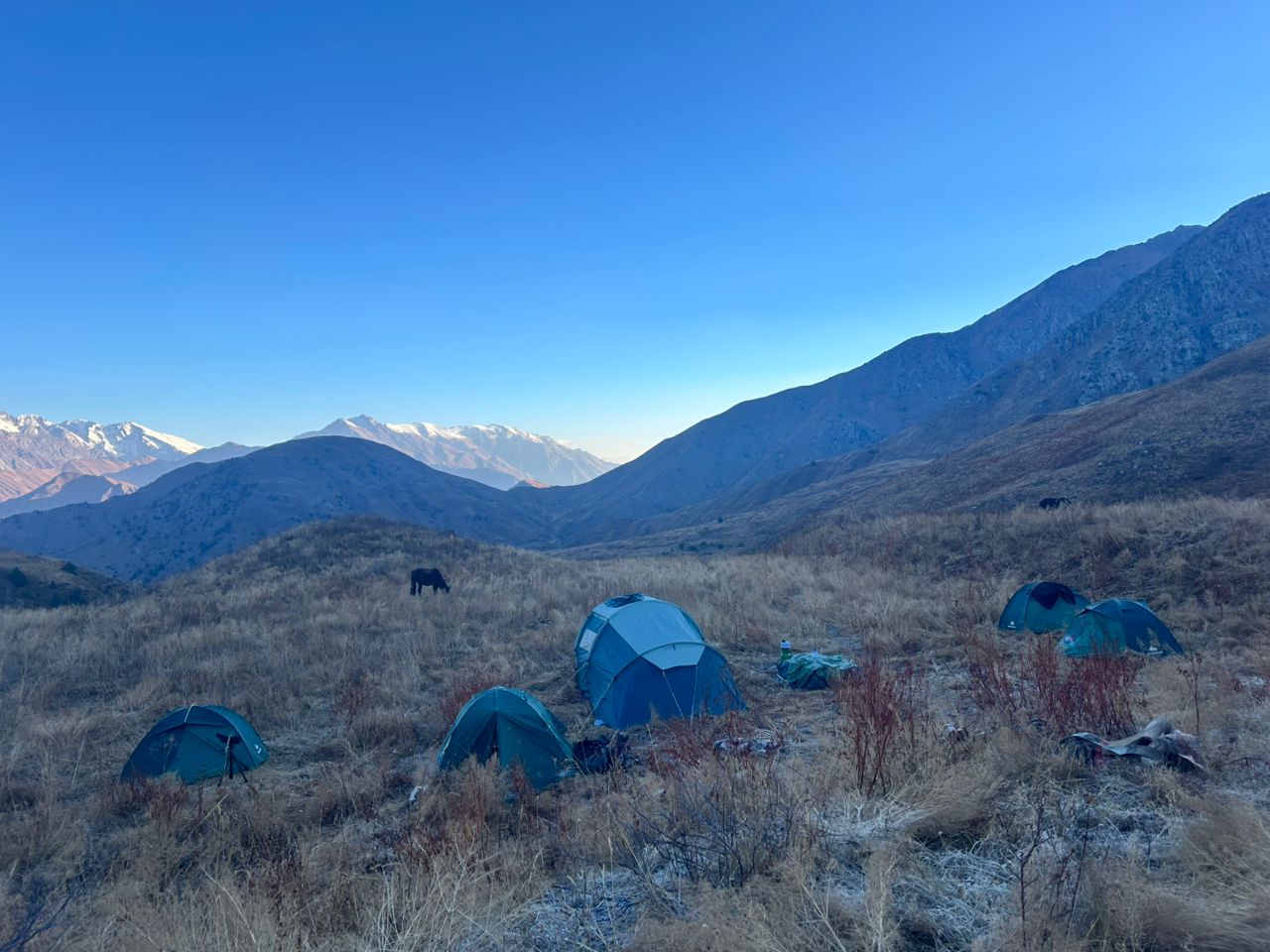 Франциялык жаратылыш сүйүүчүлөр Беш-Арал мамлекеттик жаратылыш коругунда жапайы жаныбарларды сүрөткө түшүрүштү