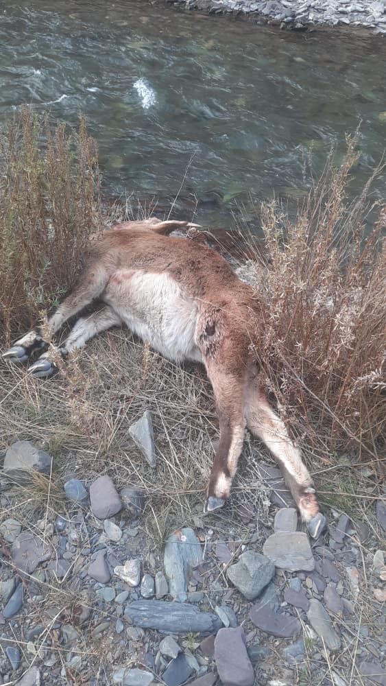 Москва районунда браконьерлик факты катталды