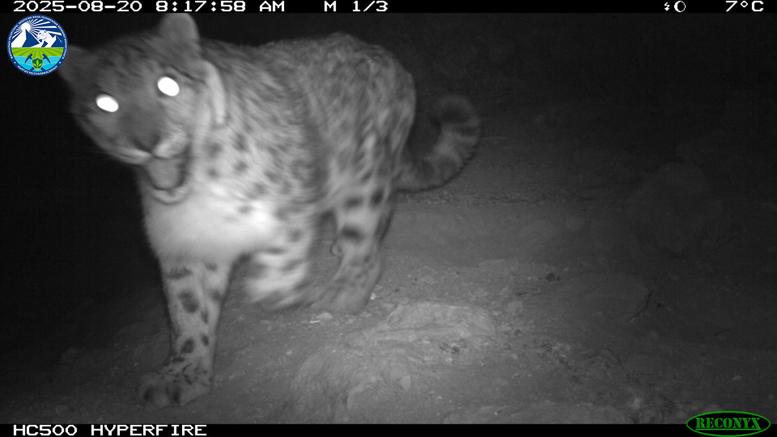 “Салкын-Төр” мамлекеттик жаратылыш паркында фотокапканга түшкөн жапайы жаныбарлар