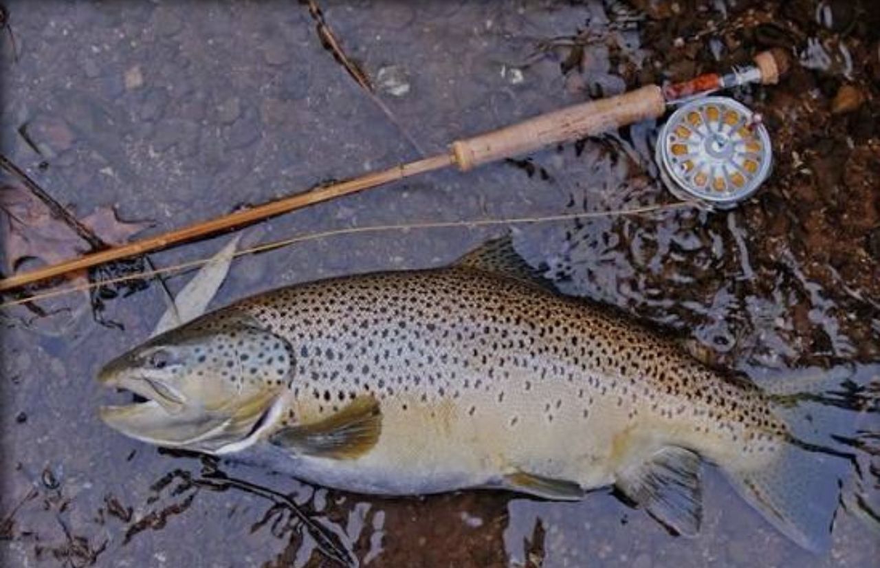 Кыргыз Республикасынын Жаратылыш ресурстары, экология жана техникалык көзөмөл министрлиги форелди кармоого убактылуу тыюу салынгандыгын маалымдайт