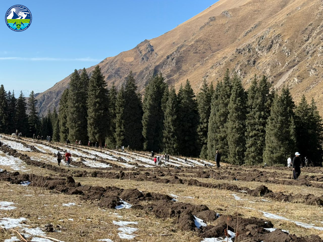 “Жашыл мурас” улуттук өнөктүгүнүн алкагында Чоң-Кеминде 2000 даана кайың көчөтү отургузулду