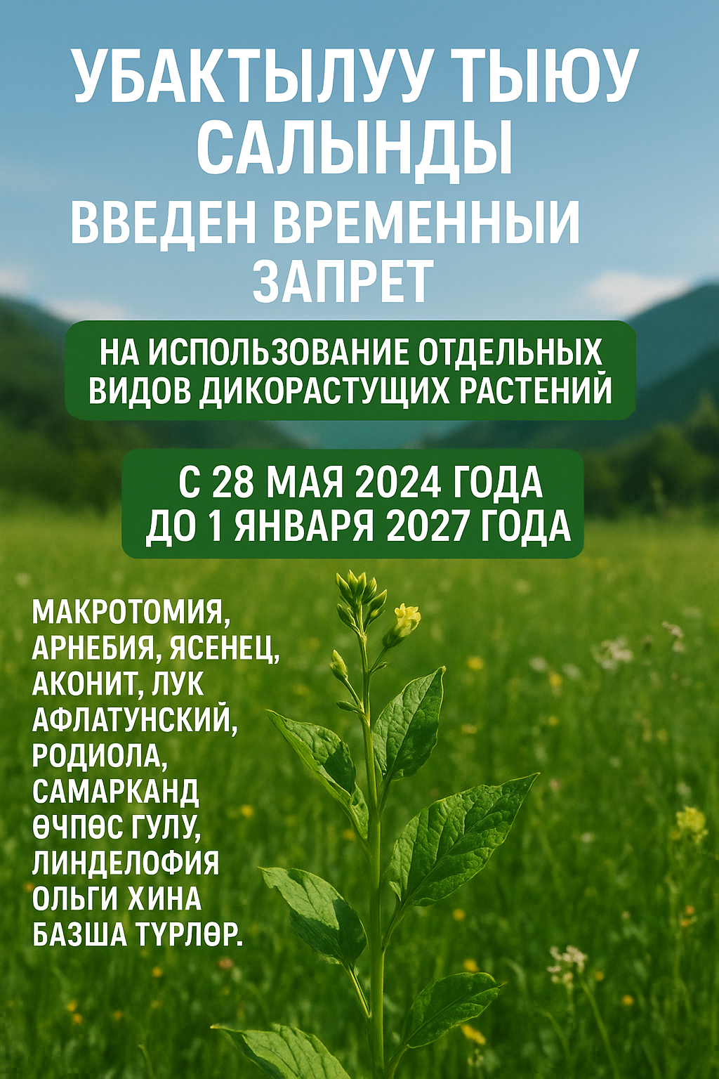 Өсүмдүктөрдүн айрым түрлөрүн жыйноого жана пайдаланууга убактылуу тыюу салынды