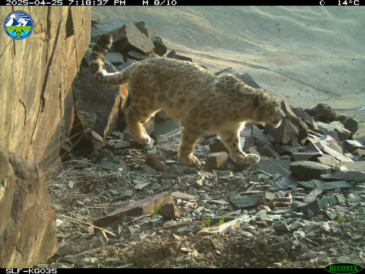 Чүй облусунун Москва районундагы ГДЗ «Ак-Суу» коругундагы фотокапкандарга түшкөн жаныбарлар