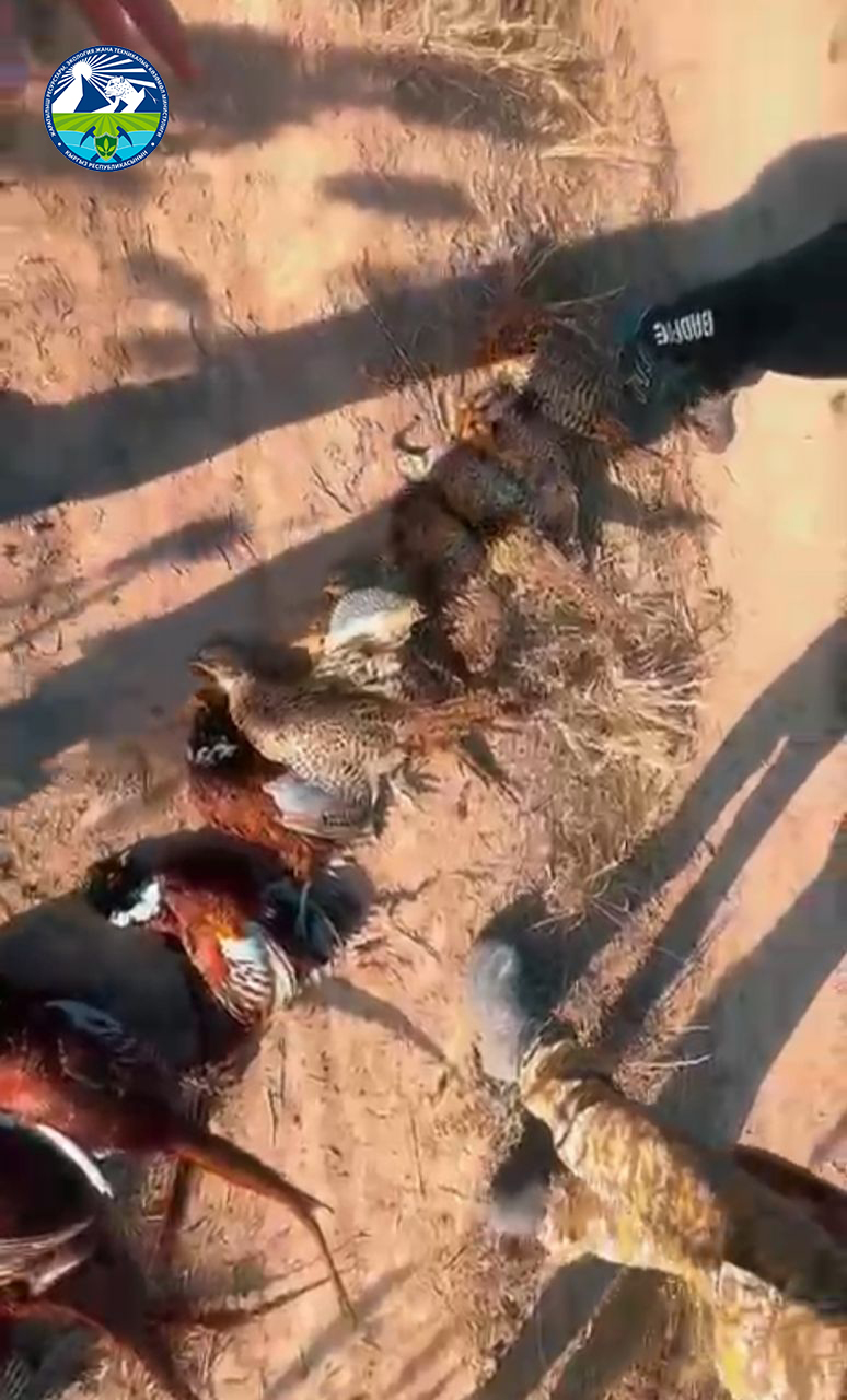 Чүй аймагында браконьерликке каршы рейддик иш-чаралар уюштурулду