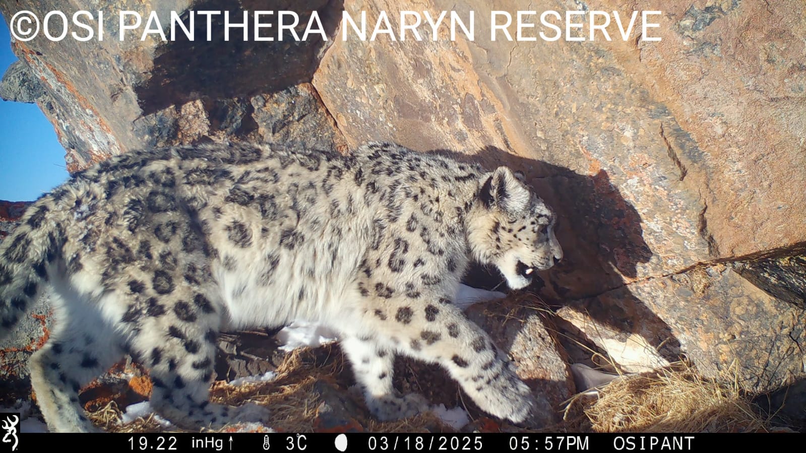 Фотокапканга түшкөн жаныбарлар