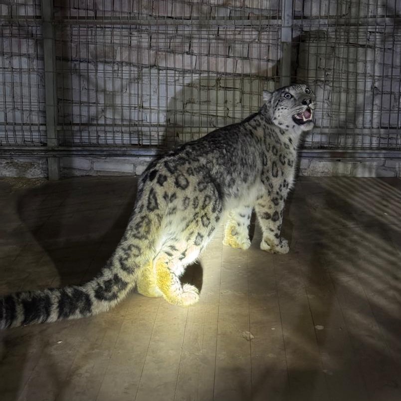 Кемин районунда Кызыл китепке кирген ак илбирс байкалды