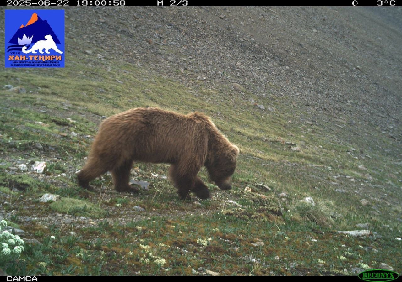 2025-жылдын аягына карата Хан-Теңири мамлекеттик коругунда жапайы жаныбарлардын саны көбөйүүдө