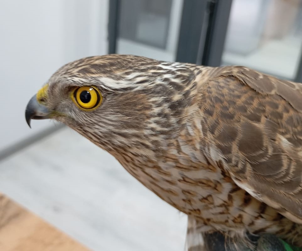 Айылга түшүп келген кыргый кайра жаратылышка учурулду