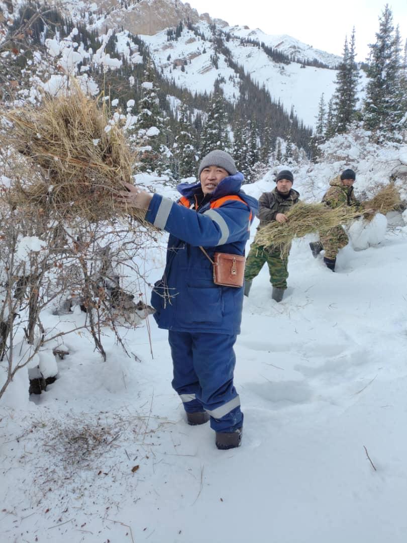 Каратал-Жапырык мамлекеттик жаратылыш коругунда жапайы жаныбарларды колдоого багытталган биотехникалык иштер кыш мезгилинде үзгүлтүксүз улантылууда.