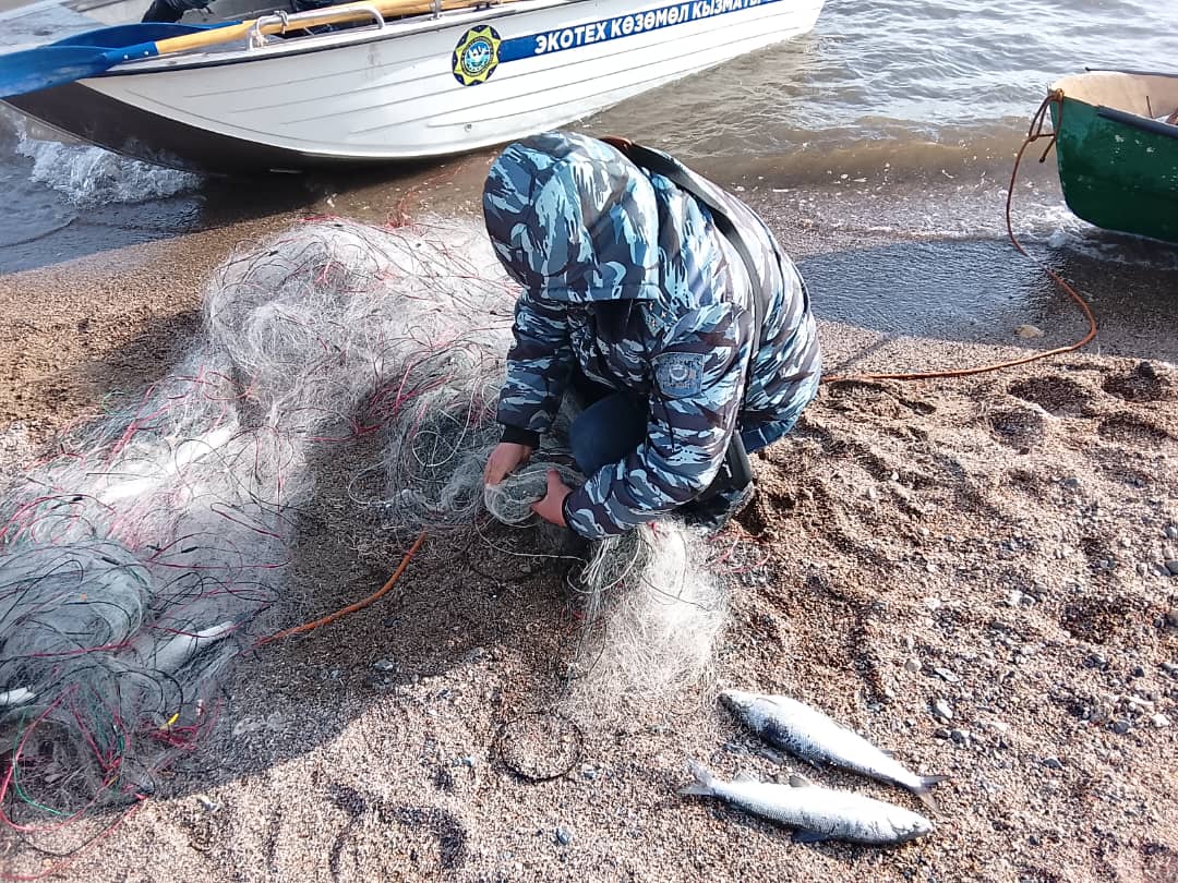 Ысык-Көлдө браконьерликке каршы рейд: мыйзамсыз торлор алынып, утилдештирүүгө өткөрүлдү