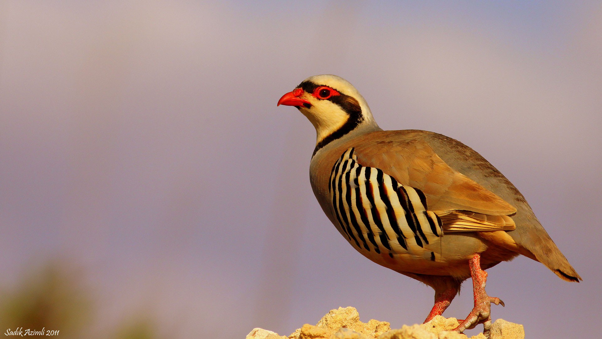 Жапайы канаттуулар боюнча илимий мониторинг жана коррупцияга каршы жүргүзүлгөн иштер тууралуу