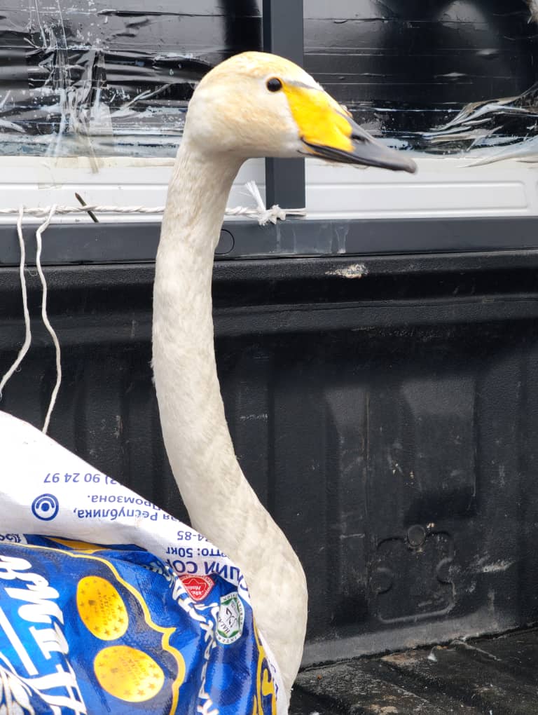 2026-жылдын 16-февраль күнү Чон-Кемин мамлекеттик жаратылыш паркынын аймагынан болжол менен 2 чакырым аралыкта, Шабдан айылынын айдоо аянтынан кадимки 1 ак куу учалбай жүргөн абалда табылган.