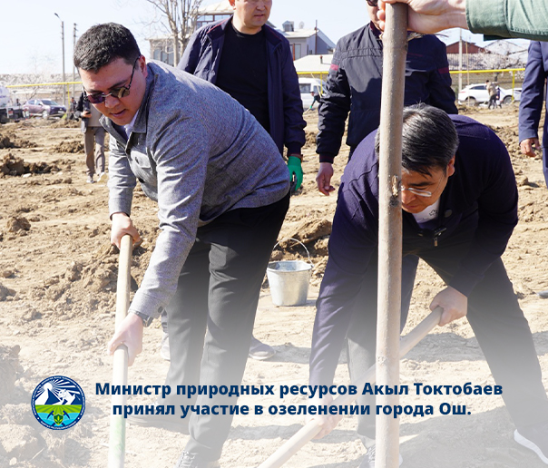 В городе Ош проходит масштабное мероприятие по посадке саженцев