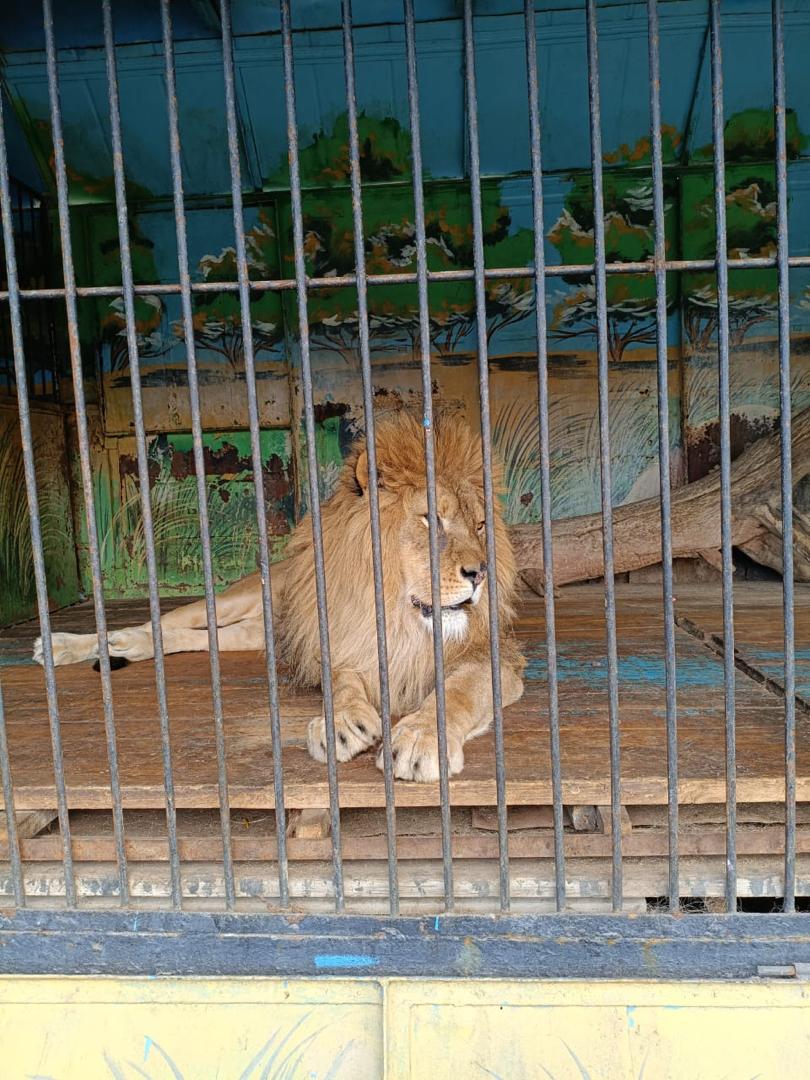 Токмок шаарында мыйзамсыз көчмө зоопарк аныкталды