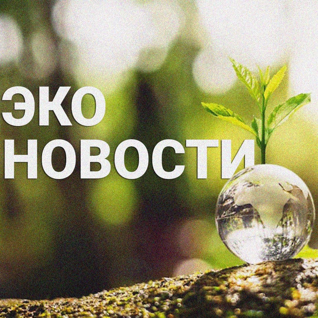 Пластик жана биоартүрдүүлүк: эл аралык эксперттер системалык коркунуч тууралуу эскертишет