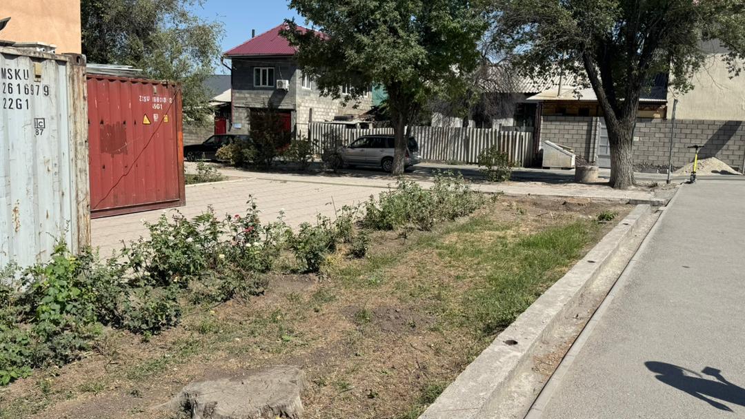 Бүбүсара Бейшеналиева атындагы университеттин аймагында мыйзамсыз бак кыюу фактысы аныкталды